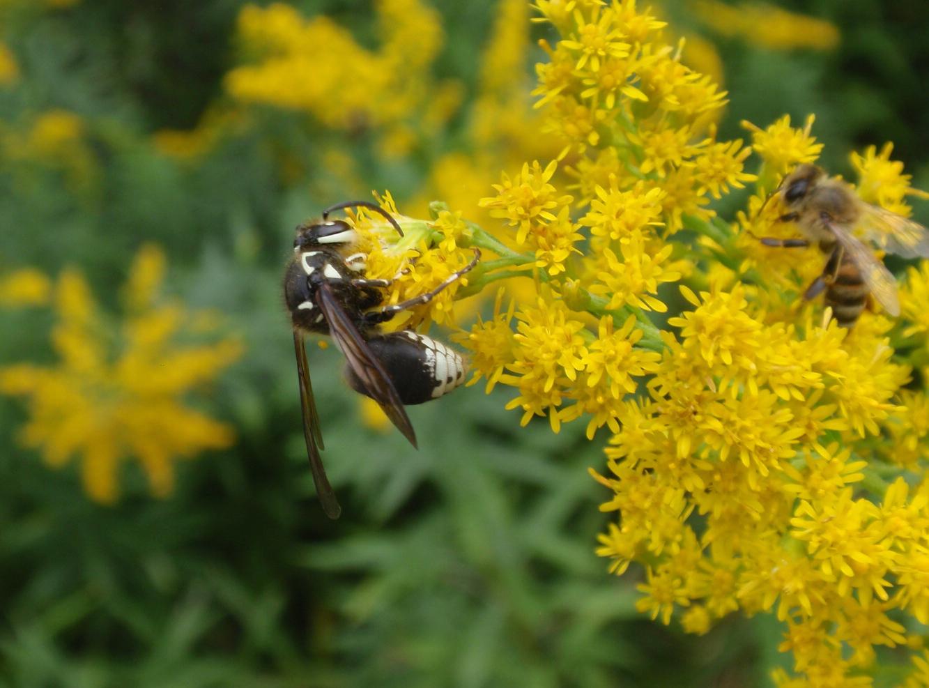 A yellow jacket wasp on a flower.